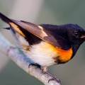 male American redstartS