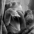 Image right: This scanning electron microscope image of a eunuch N. malabarensis showing its head with eyes and mouthparts, with the two broken stumps of its pedipalps. (Photo courtesy Matjaž Kuntner)