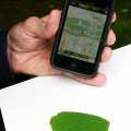 In addition to identifying and providing information about plants, Leafsnap also can map a specific plant's location and save the location for future reference. (Photos by John Barrat)