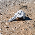 A bottlenose dolphin skull rests atop shell accumulations on an island of the Colorado River delta, Baja California, Mexico. (Photo by Nicholas Pyenson, Smithsonian)