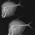 Lookdown fish (Selene vomer) specimens in an x-ray exposurefrom “X-ray Vision: Fish Inside Out,” an exhibition from the Smithsonian’s National Museum of Natural History and the Smithsonian Institution Traveling Exhibition Service (SITES).