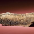 Mastodon bone inscribed with the image of a mastodon. Click to enlarge. (Photos by Chip Clark).