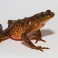 Toad Mountain harlequin frog