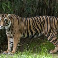 Sumatran Tiger