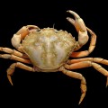 799px-Carcinus_maenas