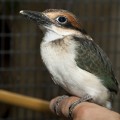Micronesian Kingfisher