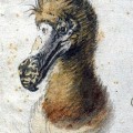 Image right: Painting of a dodo head by Cornelis Saftleven. Done in 1638,  this painting may be one of the last illustrations made of a live dodo. (Image from Boijmans Museum, Rotterdam)