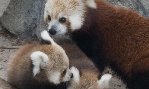 Raising red pandas by hand at the National Zoo