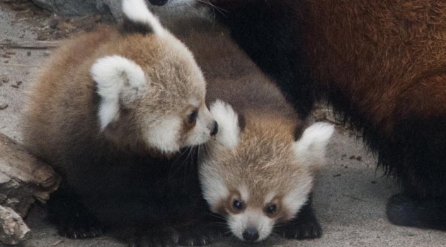 Raising red pandas by hand at the National Zoo