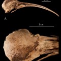 Ibis-Figure 1 feathers (skull)