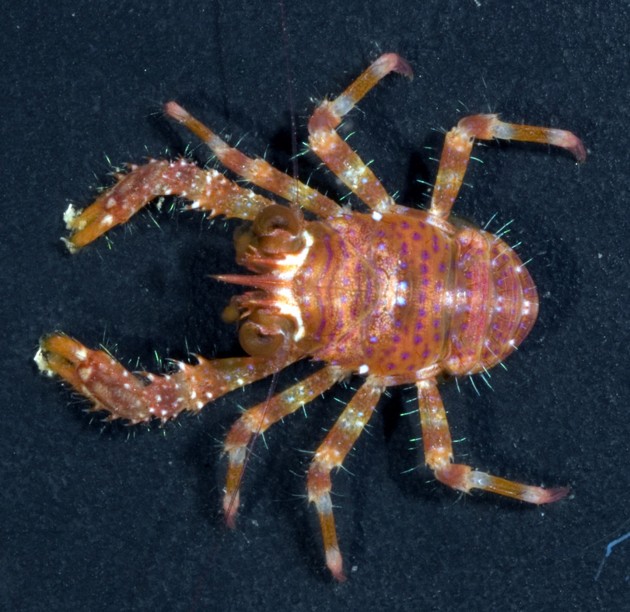 Image right: The coral reef crustacean Sadayoshia edwardsii (Photo by Gustav Paulay)