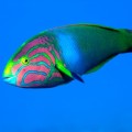 Wrasse in the Blue (Photo by BlueBeyond)