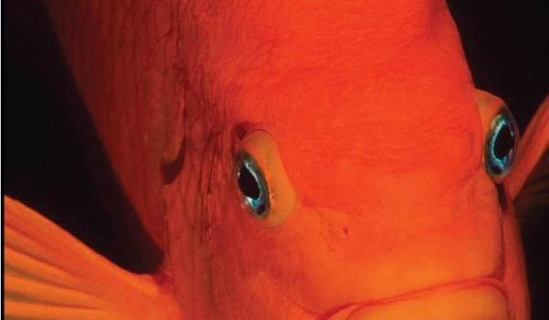 New Book: “Fishes: The Animal Answer Guide”