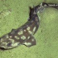 Cat shark (Bythaelurus giddingsi)