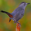 Gray-catbird-Gerhard-Hofmann