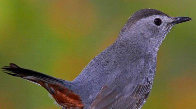 The State of the Birds: FAQs