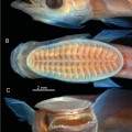 Head of a young remora (Remora osteochir)  26.7 millimeter long as seen fron the (A) side, (B) top and (C) front. (Images courtesy David Johnson)