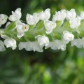 Goodyera-pubescens-flowers-e1364570002407