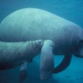 Manatee_with_calf.PD