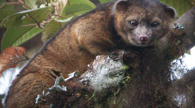 Smithsonian scientists discover new carnivore: the olinguito