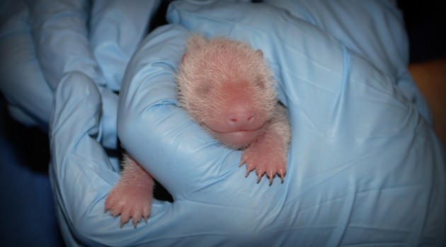 National Zoo’s giant panda cub is a girl!