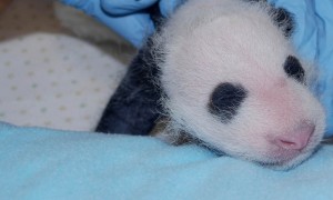 Panda cub receives first exam