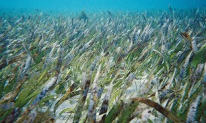 Ecosystems on the Edge: Underwater Light and Seagrass