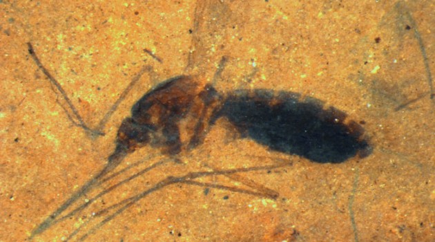 This image is a microscope photograph of a piece of shale from the Kishenehn Formation in northwestern Montana containing the fossil of a blood-engorged mosquito. Scientists from the Smithsonian and the Natural History Museum in London have discovered biomolecules from the blood in the mosquito's abdomen that have been preserved for 46 million years. (Photo by Tim Rose)