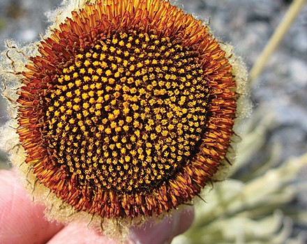 New daisy species discovered in Venezuela