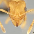 Detailed photos of the newly discovered Cyatta abscondita fungus-farming ant species, taken in the National Museum of Natural History’s Ant Lab, help Smithsonian scientists identify unique physical traits of these tiny insects. The new species is a ‘living fossil’ that can help scientists reveal the way in which the first fungus-growing ants may have lived. (Photo by Jeffrey Sosa-Calvo)