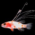 The larva at the center of this study. The scientists recognized it as a member of the sea bass family Serranidae but were intrigued by its seven very elongate dorsal-fin spines. (Photo: Cedric Guigand, University of Miami)