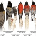 Some of the New Zealand and Australian bird specimens from the collection of the Smithsonian's National Museum of Natural History that were used in the study.