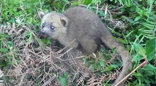 This baby olinguito was found in a nest 40 feet above the ground in a large dead bromeliad tree. It was the only baby in the nest. (Photo by Juan Rendon taken at the Mesenia-Paramillo Nature Reserve in Colombia)