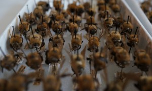 A tray of bumble bees from the National Museum of Natural History’s bee collection awaits digitization. The museum is digitizing all 45,000 specimens in its collection and using virtual volunteers to help transcribe important data found on each specimen’s tag. This data will help scientists studying declining bee populations in North America