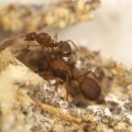 A queen of the parasitic "Mycocepurus castrator" rides on the queen of its host species "M. goeldii"; the pair of ants are surrounded by fungal gardens that the host species grows for sustenance, while the parasite species simply eats without contributing. (Photo by Scott Solomon)