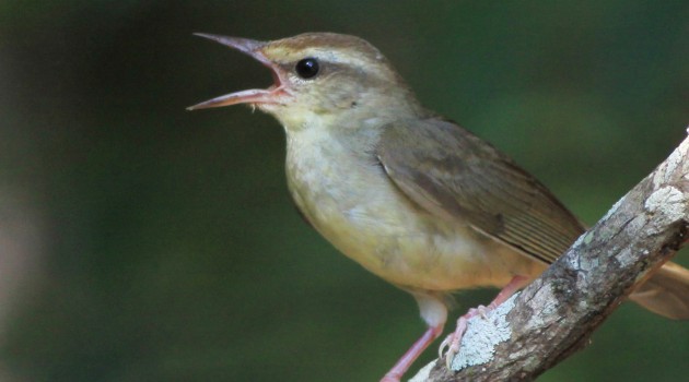 A singing male Swainson's warbler (Photo by Gary Graves)