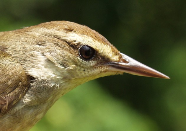 Swainson's warbler (Gary Graves photo)