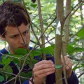 A student measures a newly tagged sapling at the University of Michigan's Edwin S. George Reserve northwest of Ann Arbor. (Photo by Dale Austin)