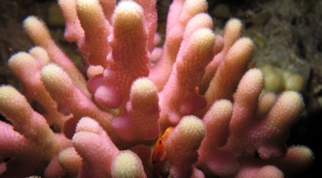 Coral reefs like this one in the Indo-Pacific have long protected humans living in coastal areas, acting as barriers again storms, wave damage and erosion. (Photo by Seabird McKeon)