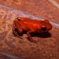 The poison dart frog "Andinobates geminisae"