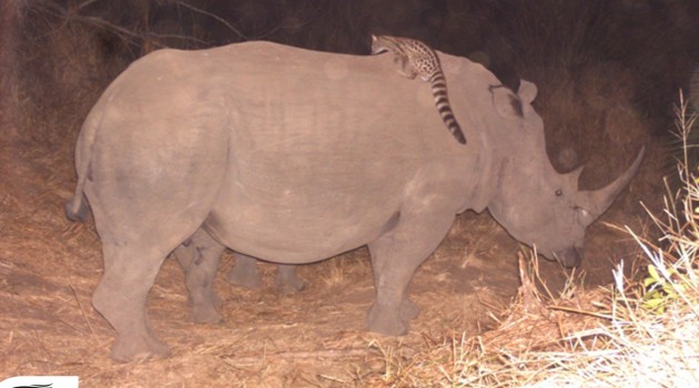 A genet riding a rhino. (Photo: WildlifeAct)