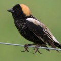Bobolink, Chester County, Pa. (Photo by Kelly Colgan Azar)