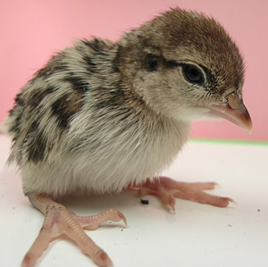 A nine day-old chukar chick righting itself using asymmetric wing flapping and rolling after being dropped upside down. (Photo by Dennis Evangelista)