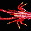 The colorful squat lobster "Allogalathea_elegans," is native to (Photo by  T. Y. Chan and C. W. Lin)
