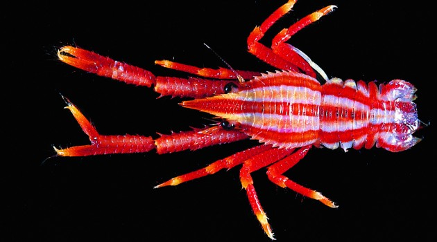 The colorful squat lobster "Allogalathea_elegans," is native to (Photo by  T. Y. Chan and C. W. Lin)