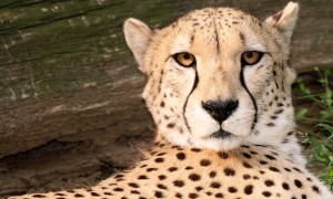 Meet the Smithsonian’s poop sleuth