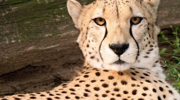 Meet the Smithsonian’s poop sleuth