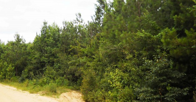 Most plantations occupied by Swainson’s warblers have a certain “weediness,” namely broadleaf saplings, vines and shrubs growing along the edges of roads and streams crossing the forests. (Photo by Gary Graves)