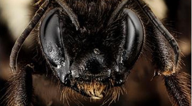 Rare rusty-patched bumble bee discovered in Virginia survey