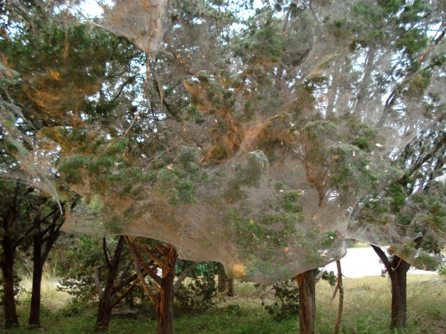 Tetragnathid web at Arkansas Bend Park, Lago Vista, TX. (Photo by: Joe Lapp)